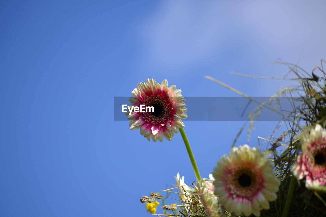 Low angle view of gerbera daisies blooming against clear sky