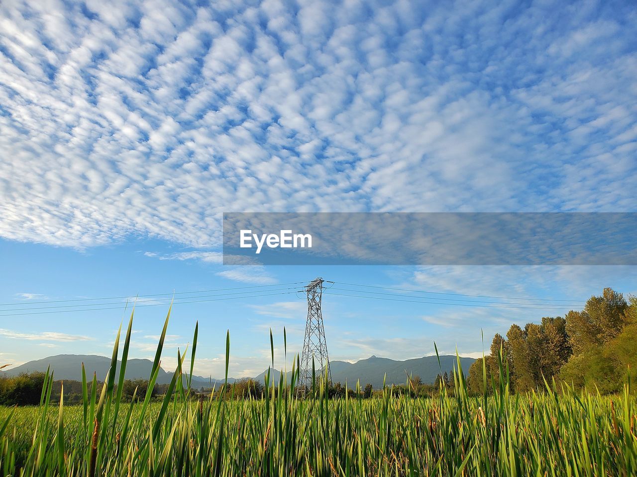 Crops growing on field against sky with  a power transmission tower