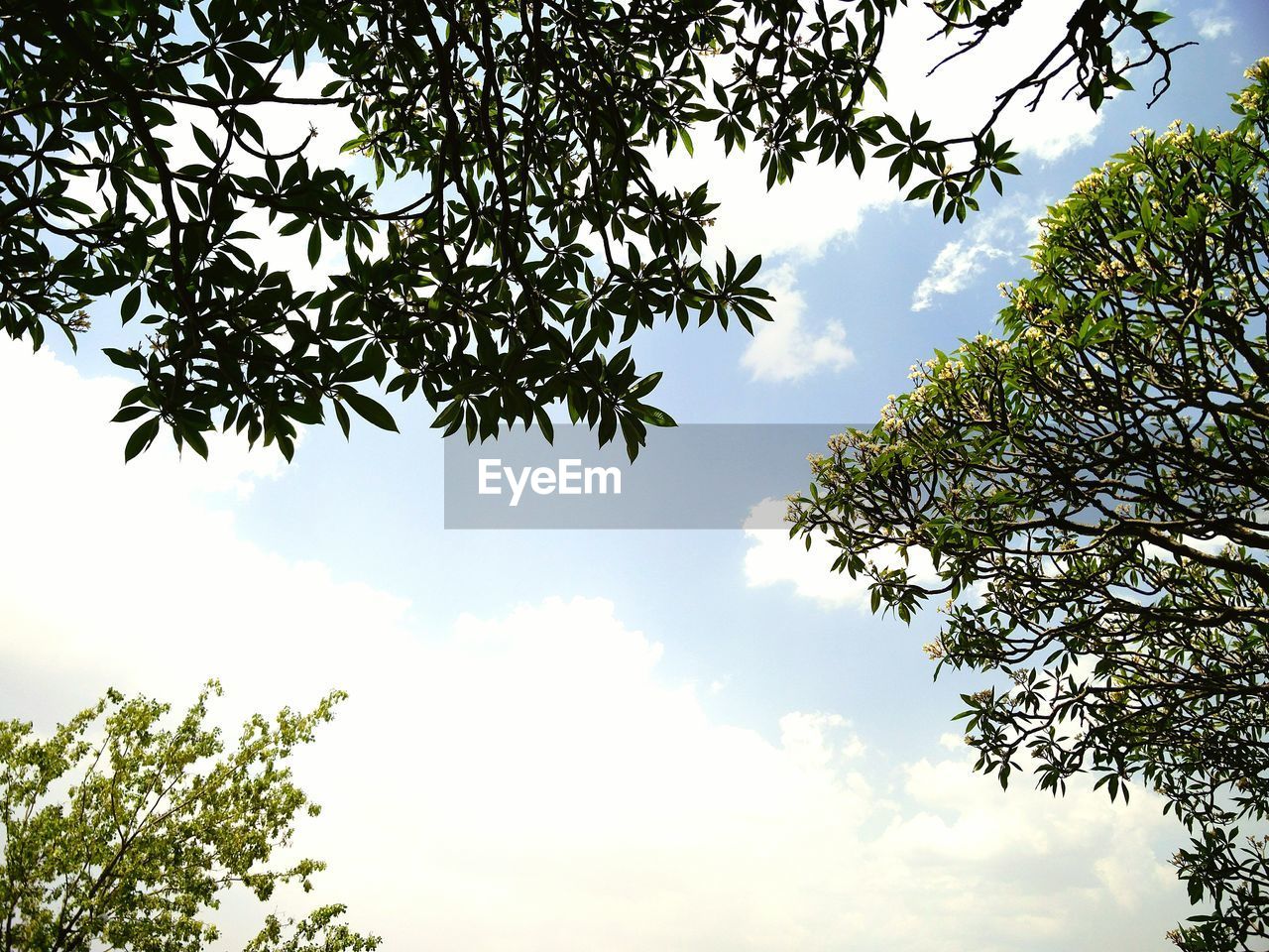 Low angle view of tree against sky