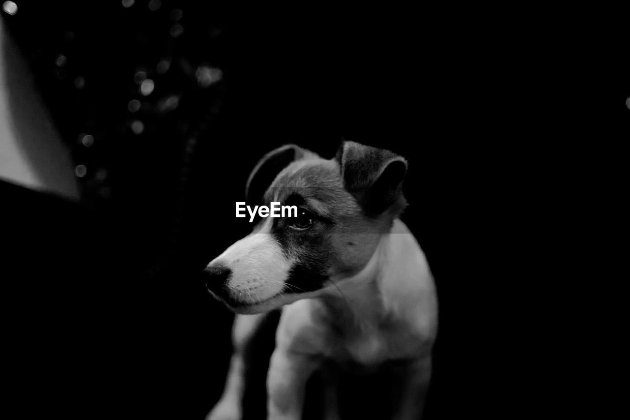 CLOSE-UP OF DOG IN BLACK BACKGROUND