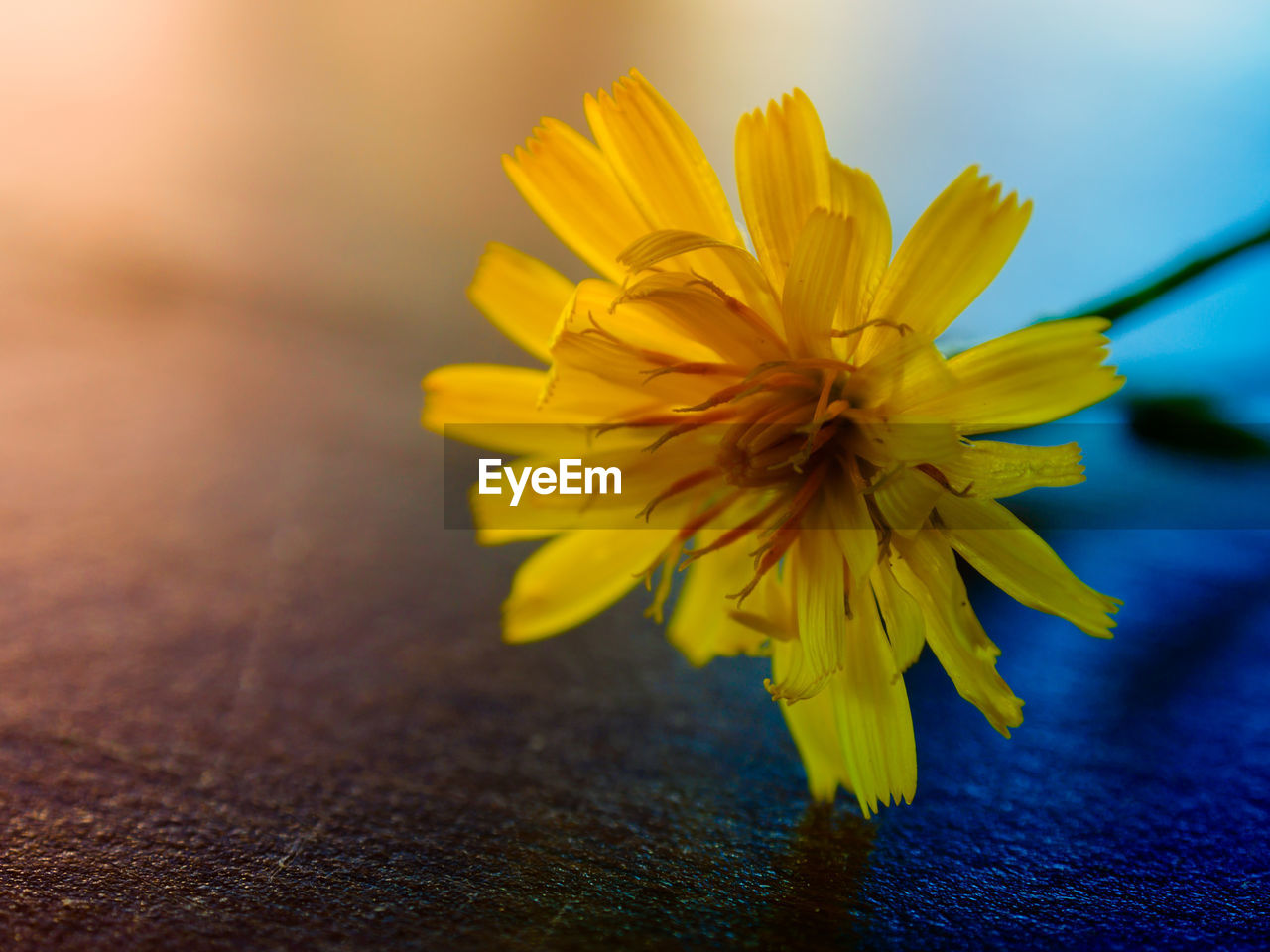 Close-up of yellow flower