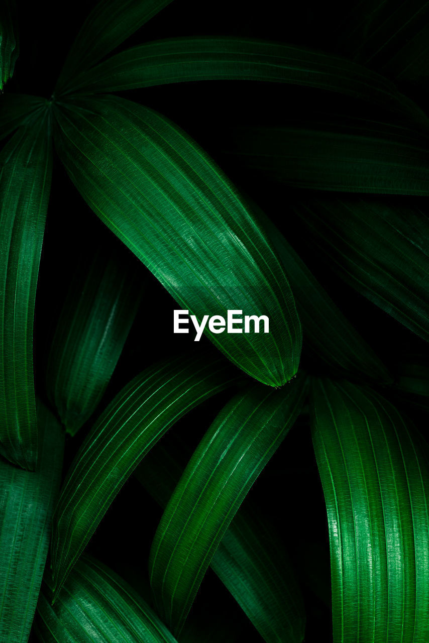 Full frame shot of fresh green leaves