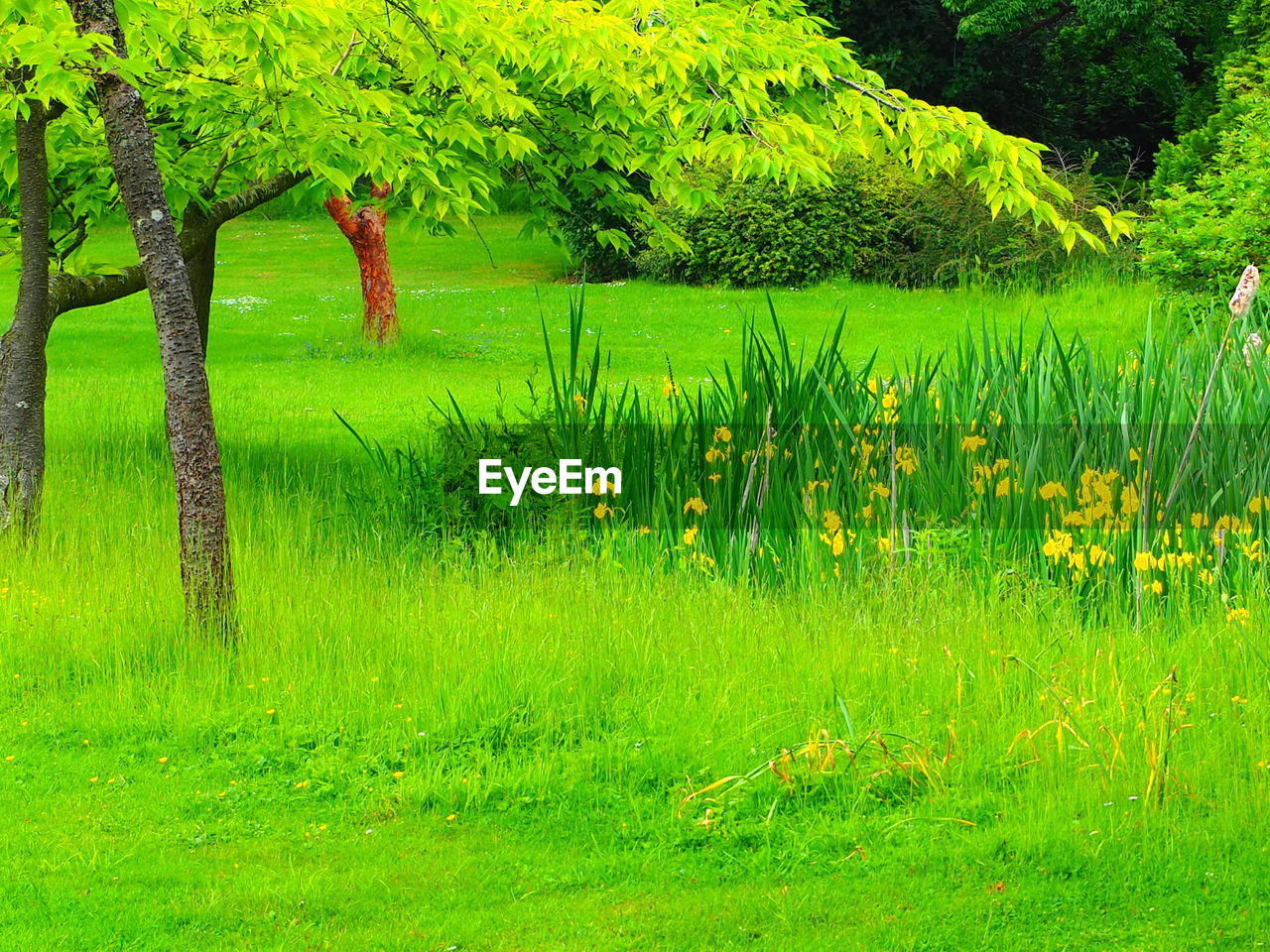 SCENIC VIEW OF GRASSY FIELD AND LAKE