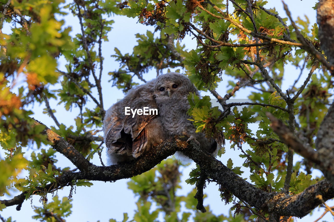 Tawny owl owlets