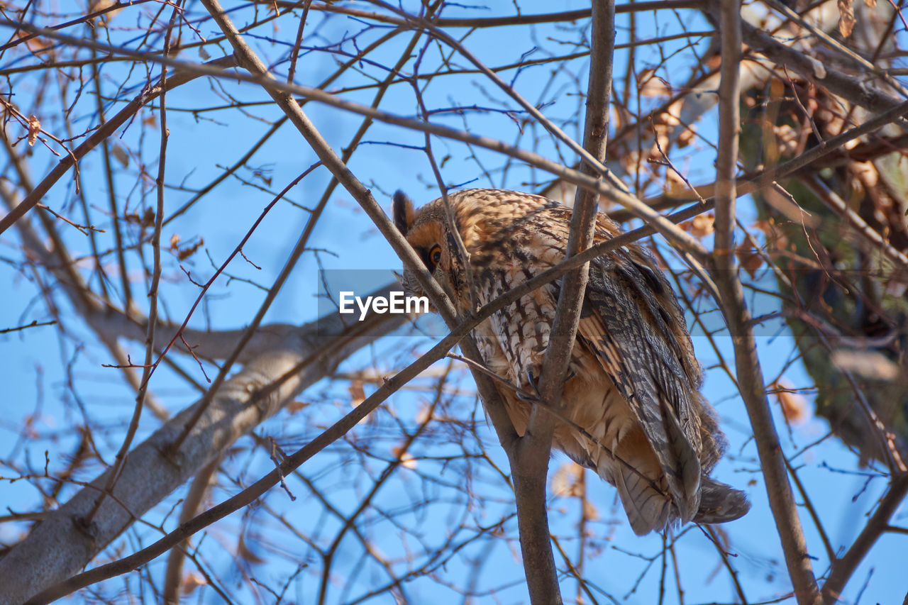 Asio otus - long-eared owl