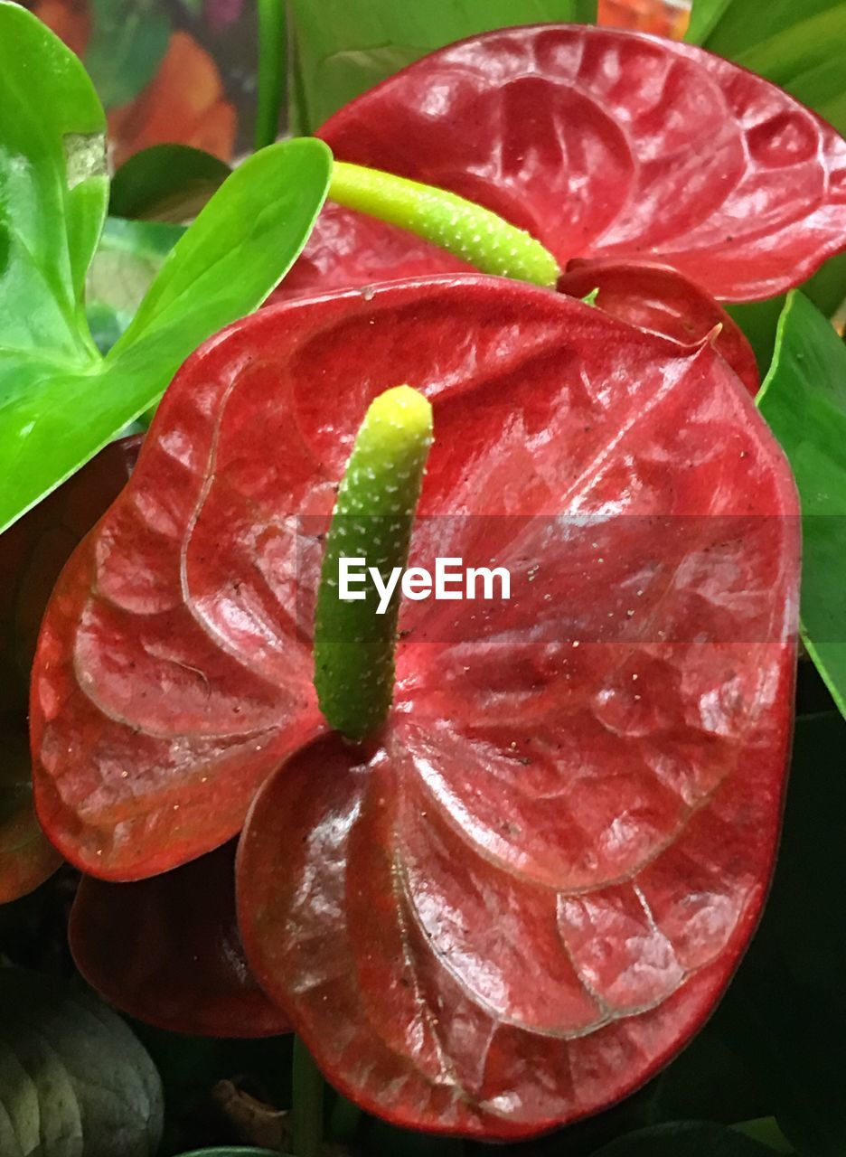 CLOSE-UP OF RED FLOWERS