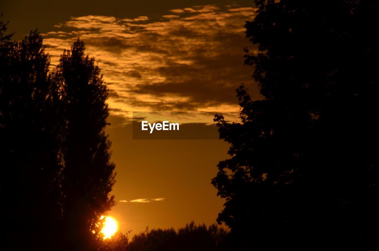 SILHOUETTE TREES AGAINST SKY DURING SUNSET