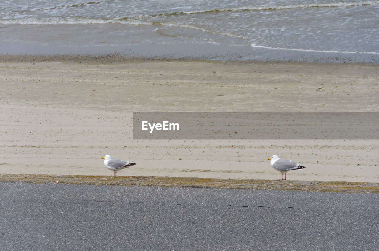 BIRDS ON BEACH