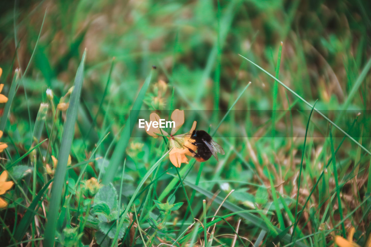 CLOSE-UP OF BEE ON YELLOW FLOWER IN FIELD