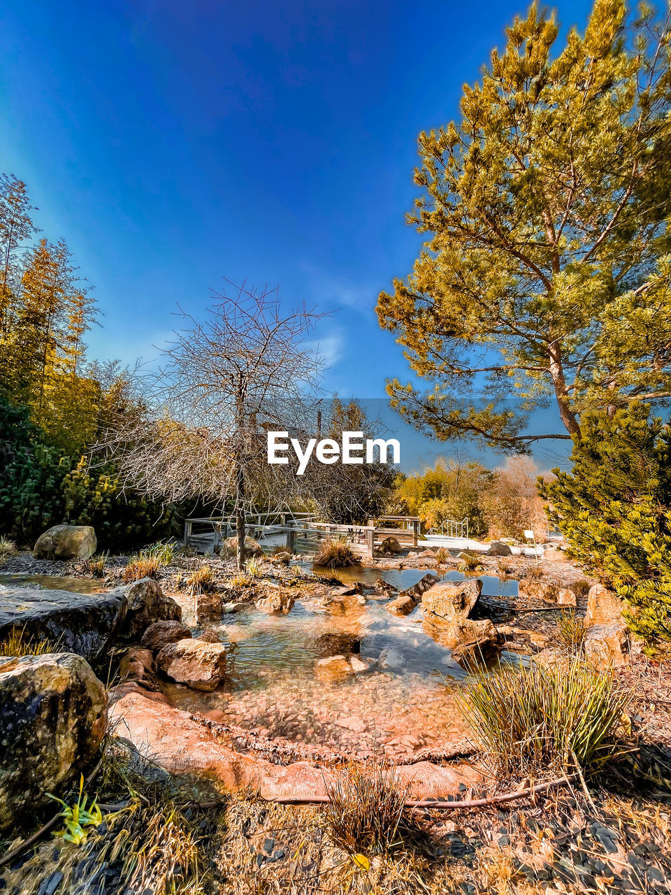 tree, plant, nature, landscape, autumn, wilderness, sky, beauty in nature, leaf, scenics - nature, no people, woodland, environment, land, tranquility, water, tranquil scene, rock, blue, pinaceae, non-urban scene, forest, day, outdoors, reflection, coniferous tree, sunlight, pine tree, mountain, growth, travel destinations, pine woodland, cloud, travel, clear sky, river, grass, flower