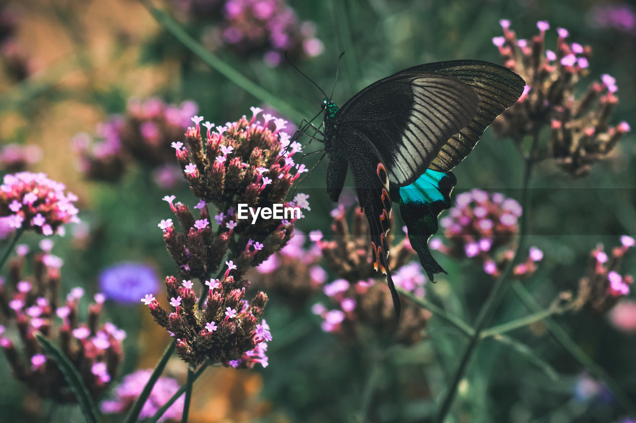 Butterfly pollinating on pink flowering plant