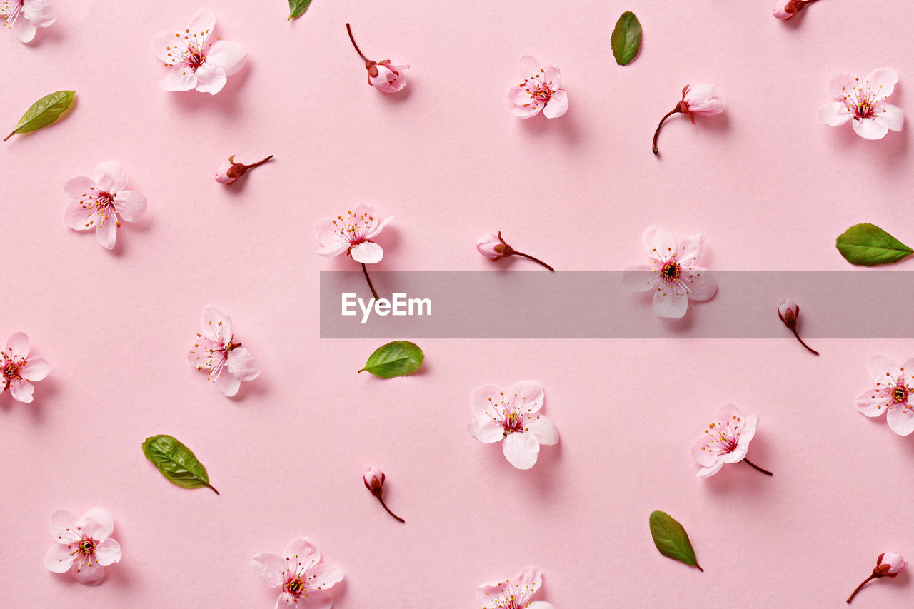 Full frame shot of cherry blossoms and leaves on pink background