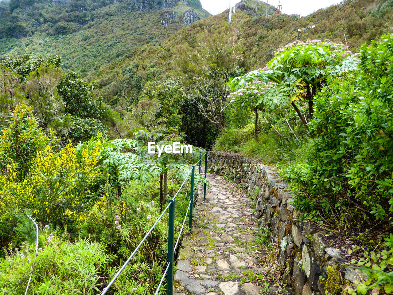 Footpath amidst trees and plants