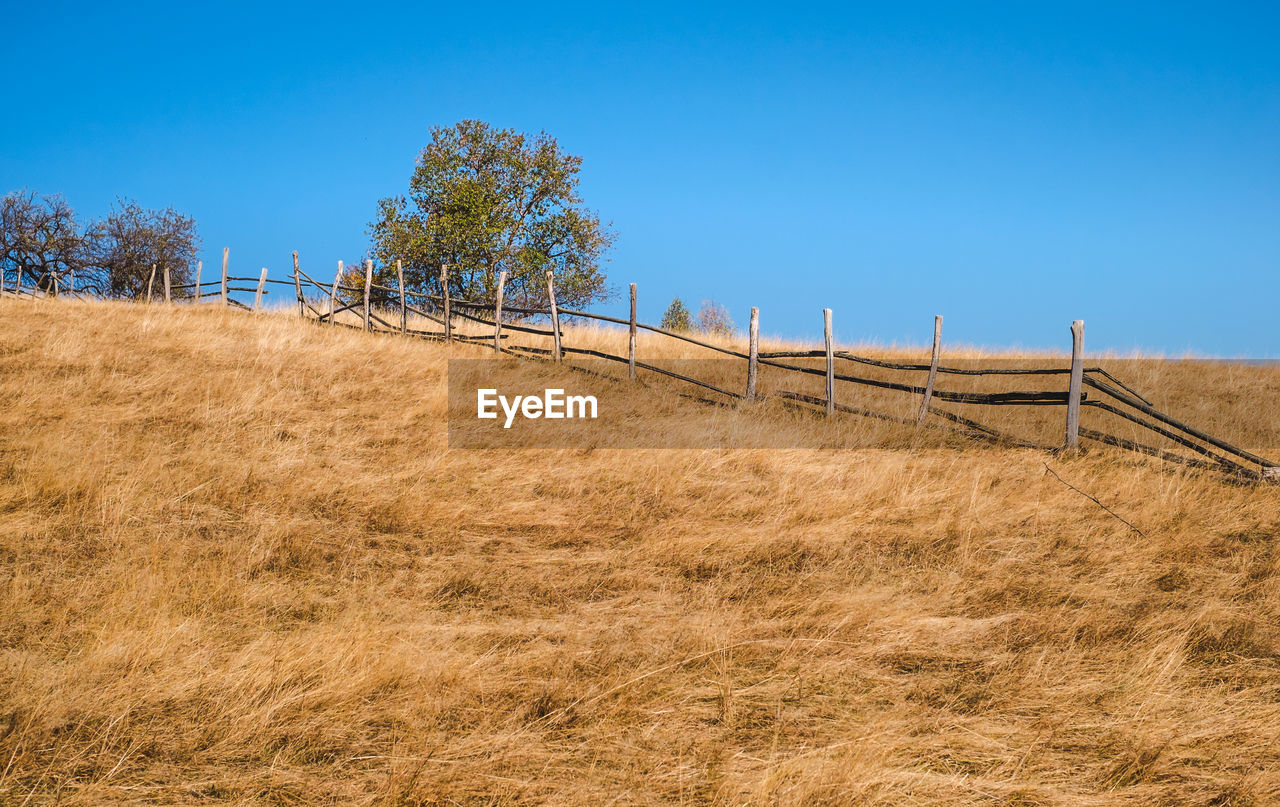 Trees on field against clear sky