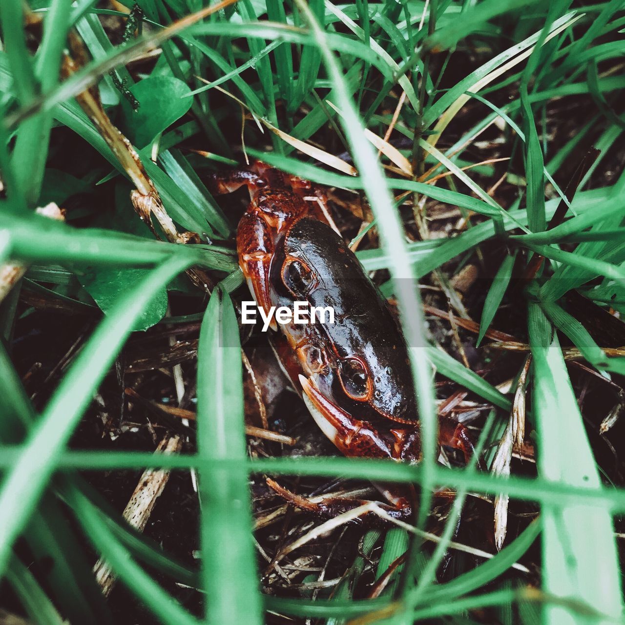 CLOSE-UP OF FISH ON GRASS