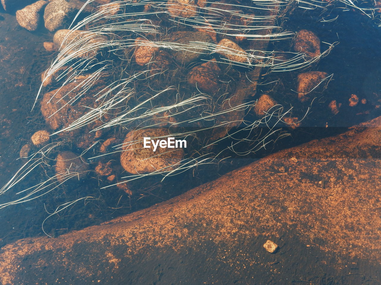 Close-up of sea grass on rocks