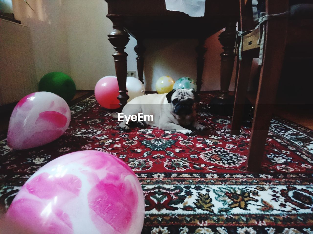 DOG RELAXING ON BALLOONS AT HOME