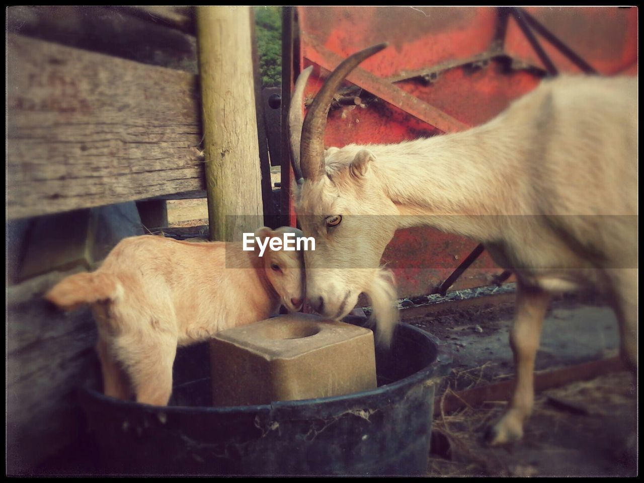 Close-up of goat and lamb at farm