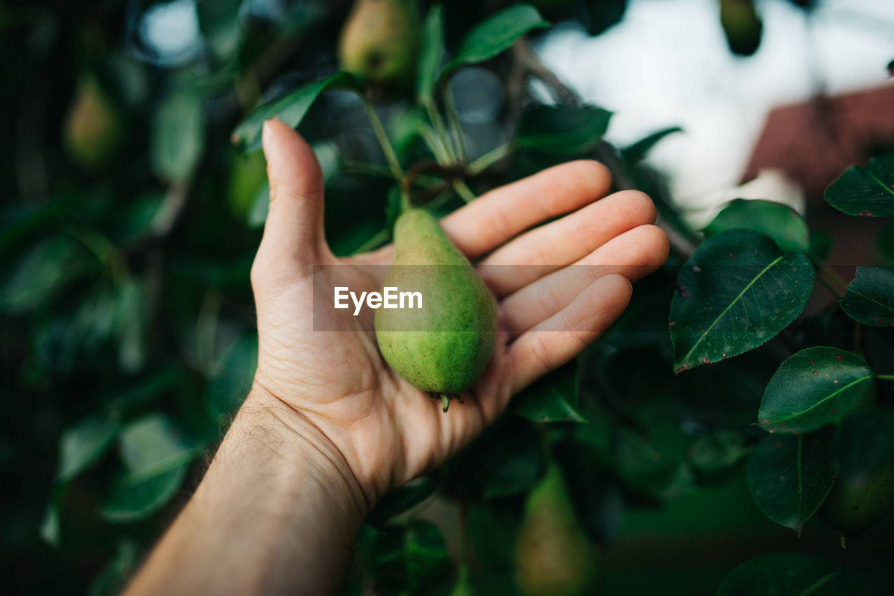 Young man holding a pear in her hands.