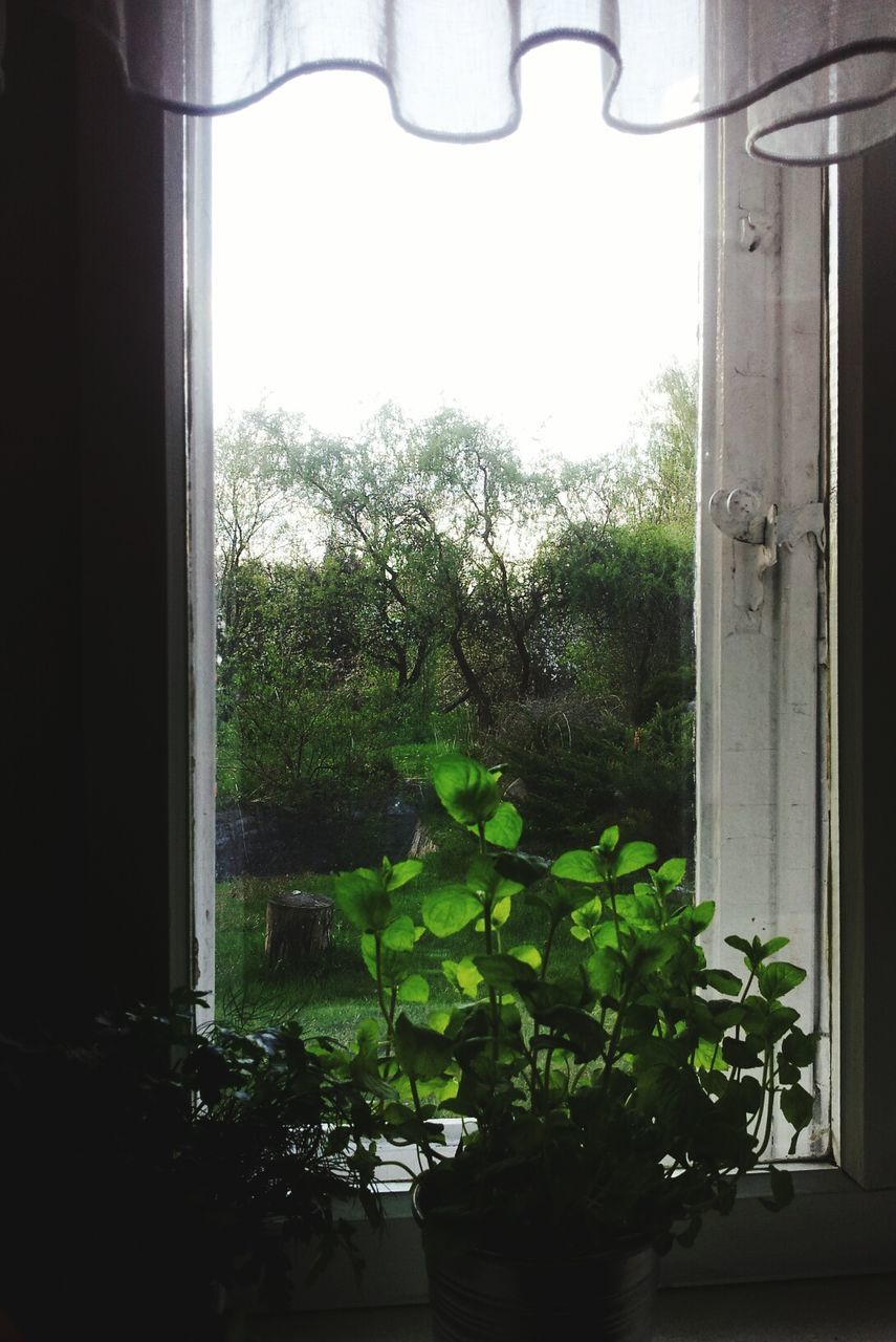 Potted plants beside open window