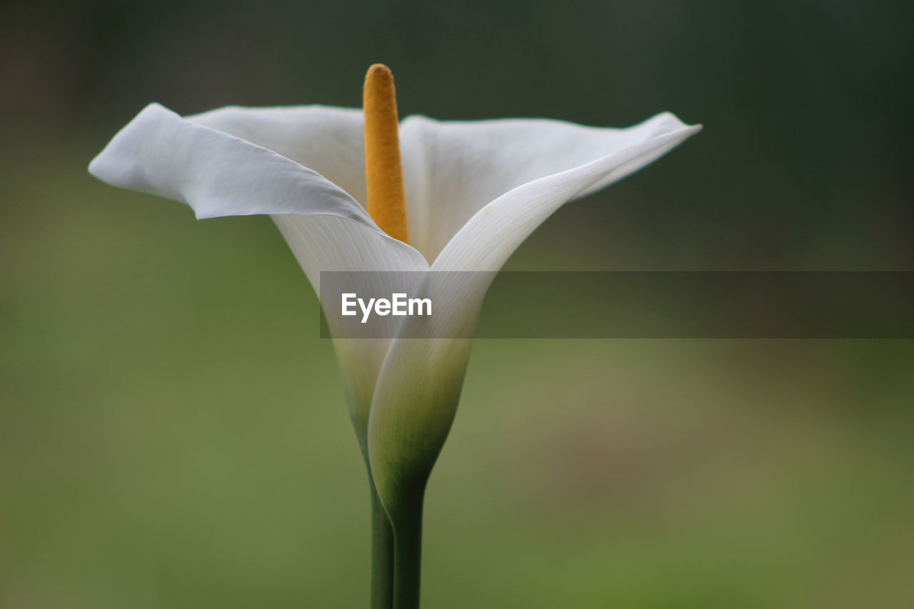 Close-up of white flowers