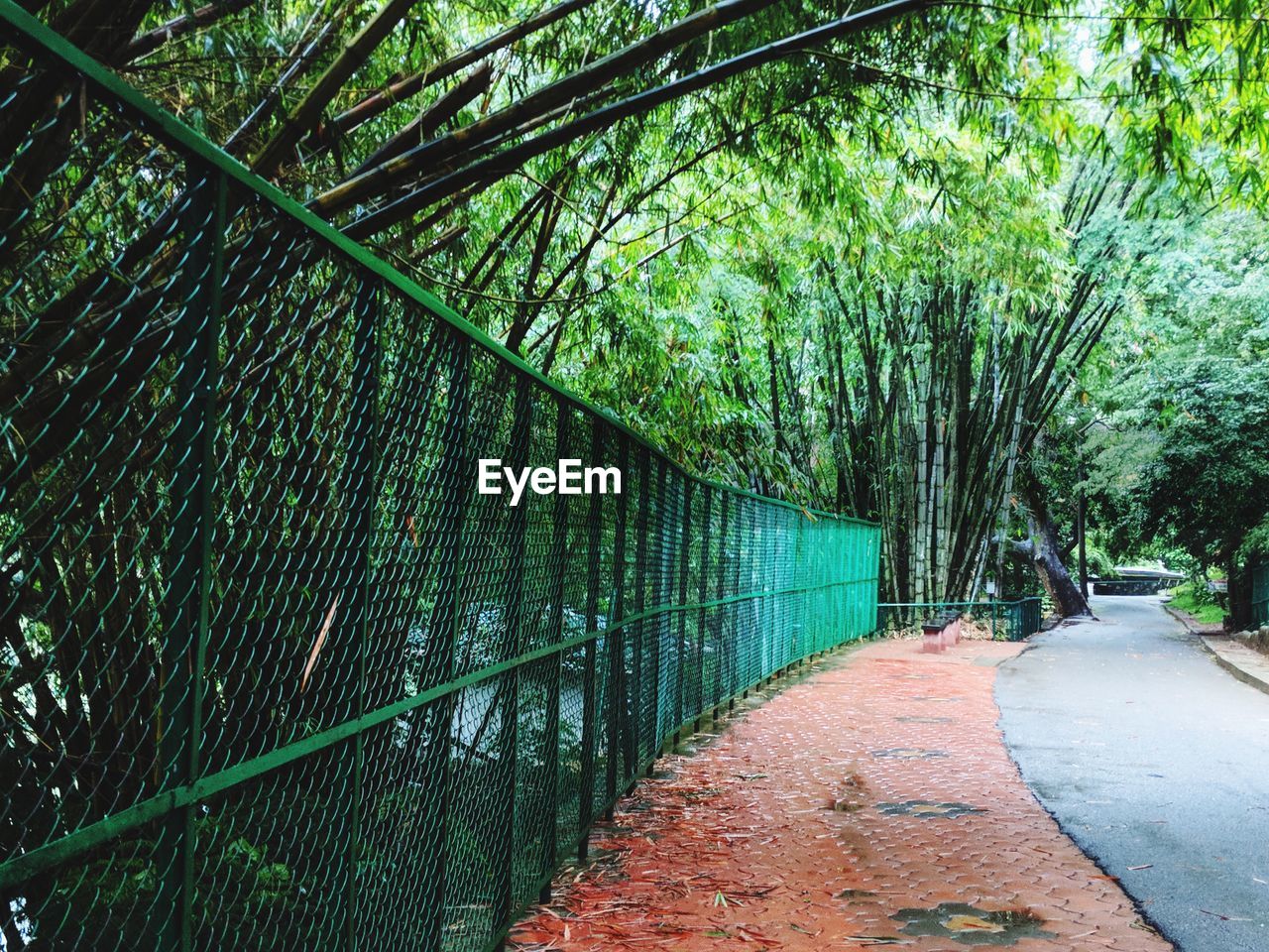 FOOTPATH IN FOREST