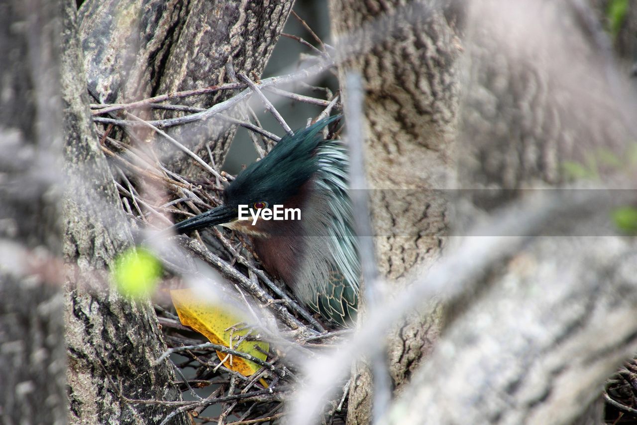 CLOSE-UP OF BIRDS PERCHING ON TREE