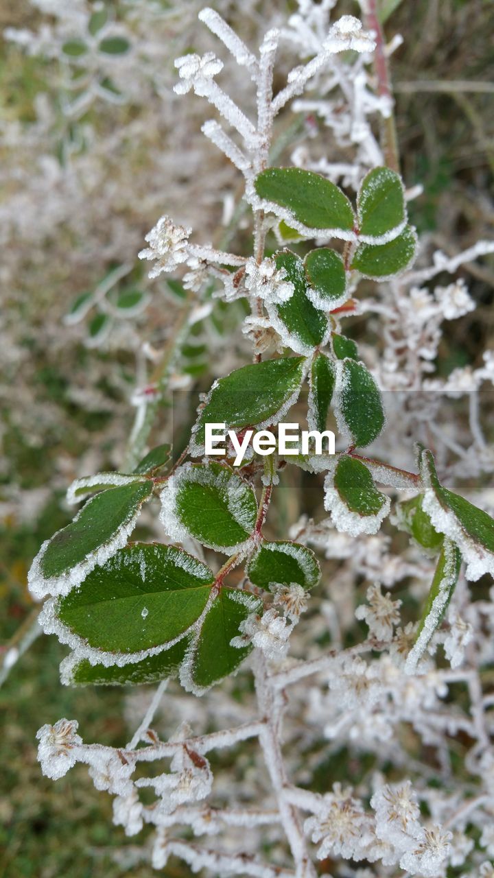 Close-up high angle view of snowed plants