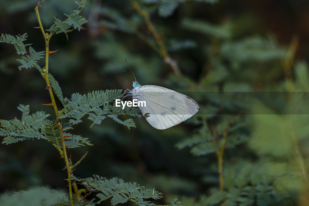 Close-up of butterfly on plant at the local nature reserve