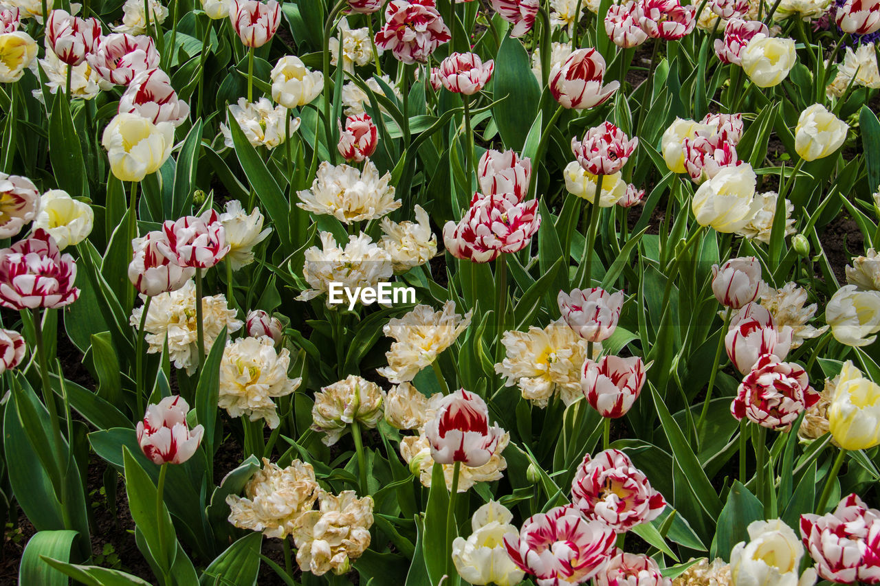 High angle view of pink tulips