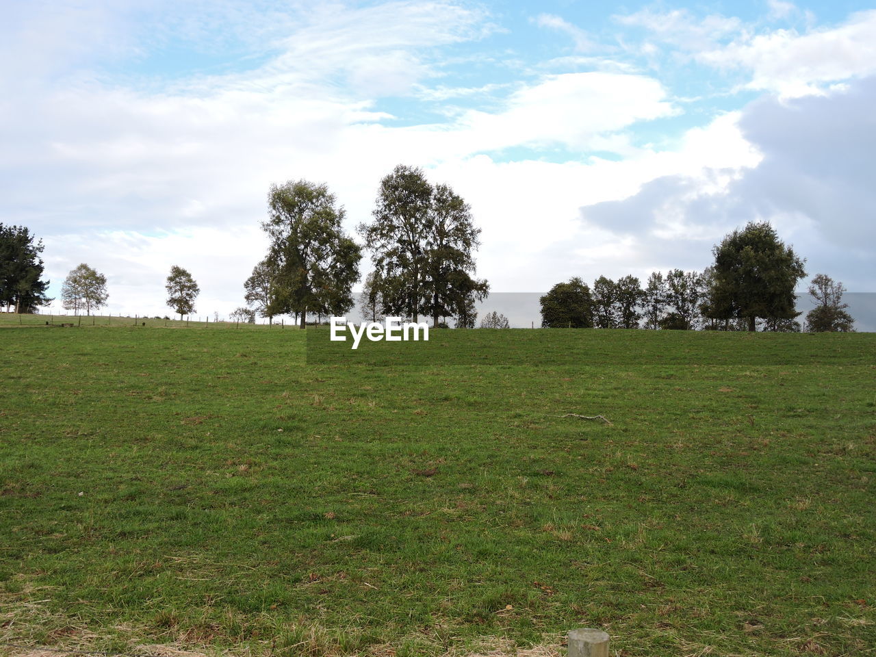 TREES ON GRASSY FIELD AGAINST CLOUDY SKY