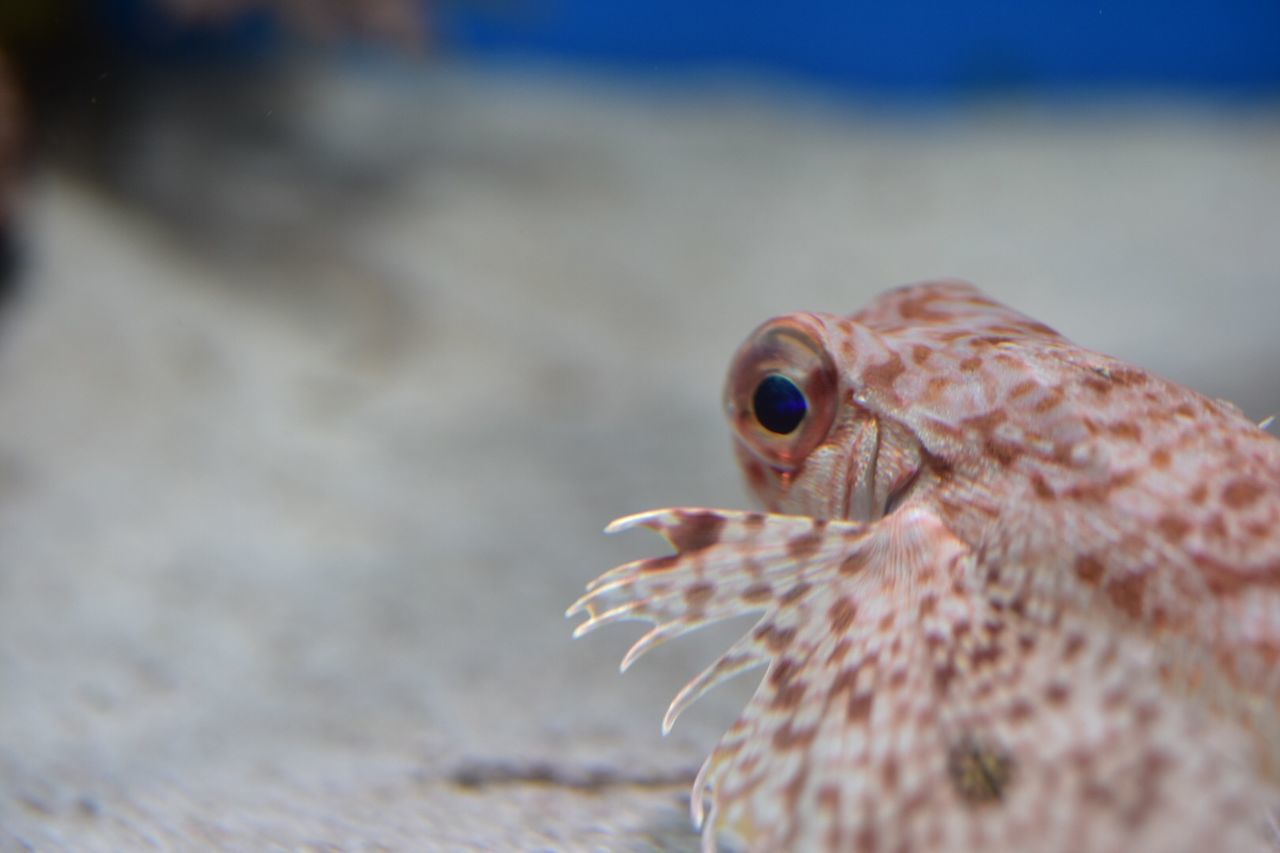 Close-up of lionfish in aquarium