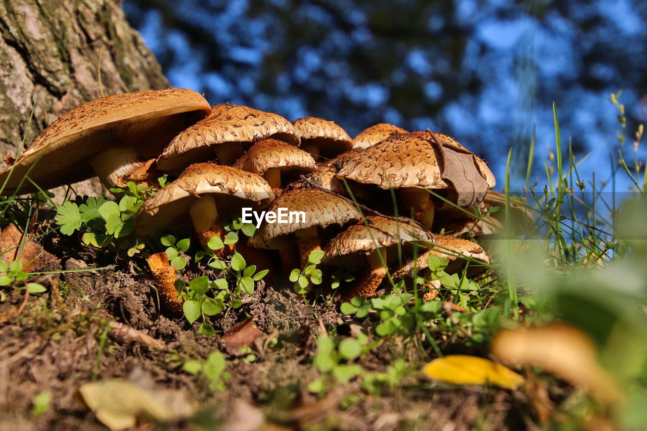 Close-up of mushroom growing by tree trunk