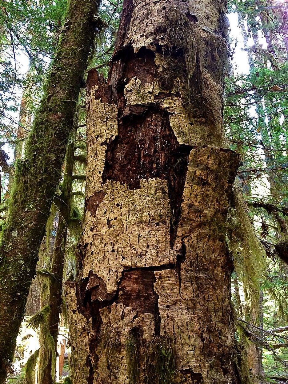 Close-up of weathered tree trunk in forest