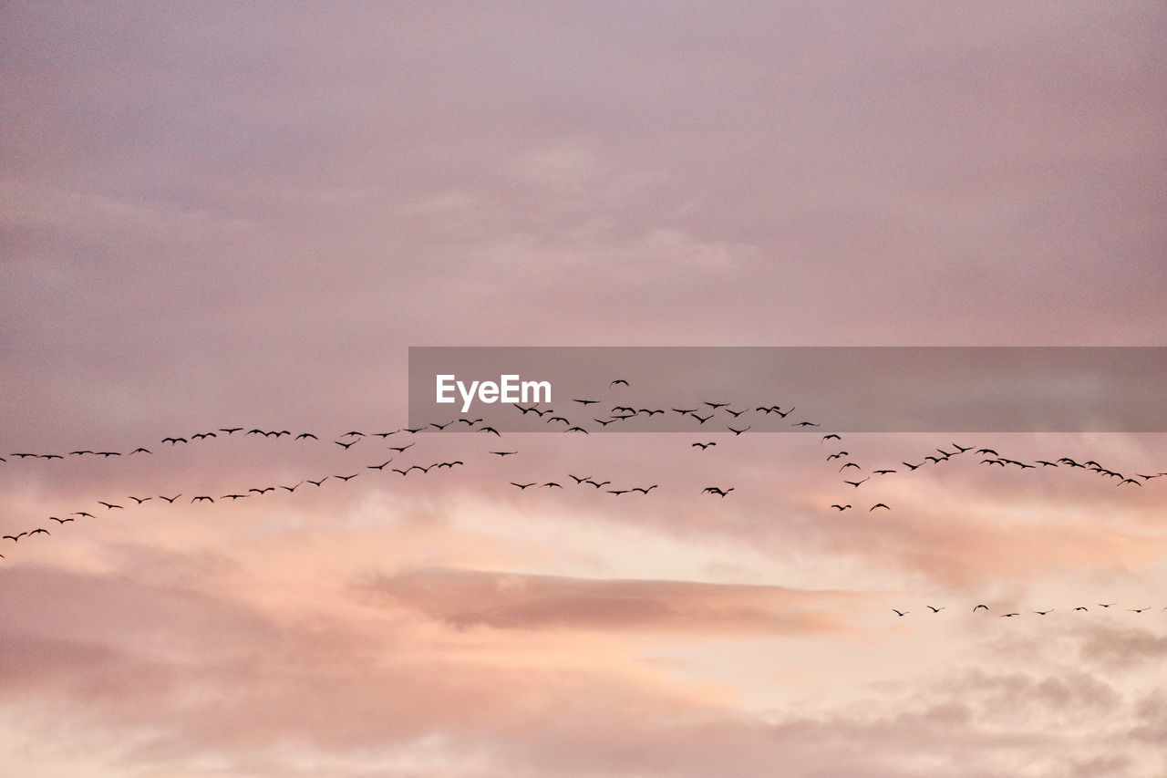 FLOCK OF BIRDS FLYING IN SKY