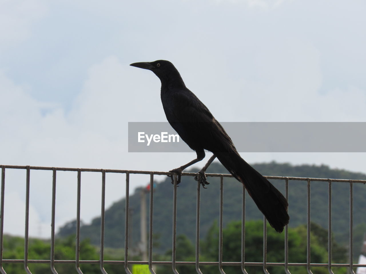 BIRD PERCHING ON A FENCE
