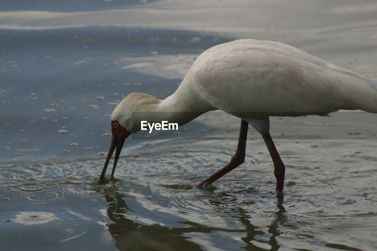 High angle view of white ibis in lake