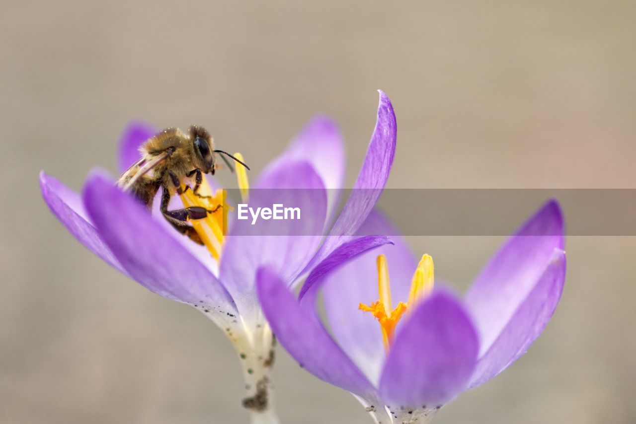 Bee on crocus flower 