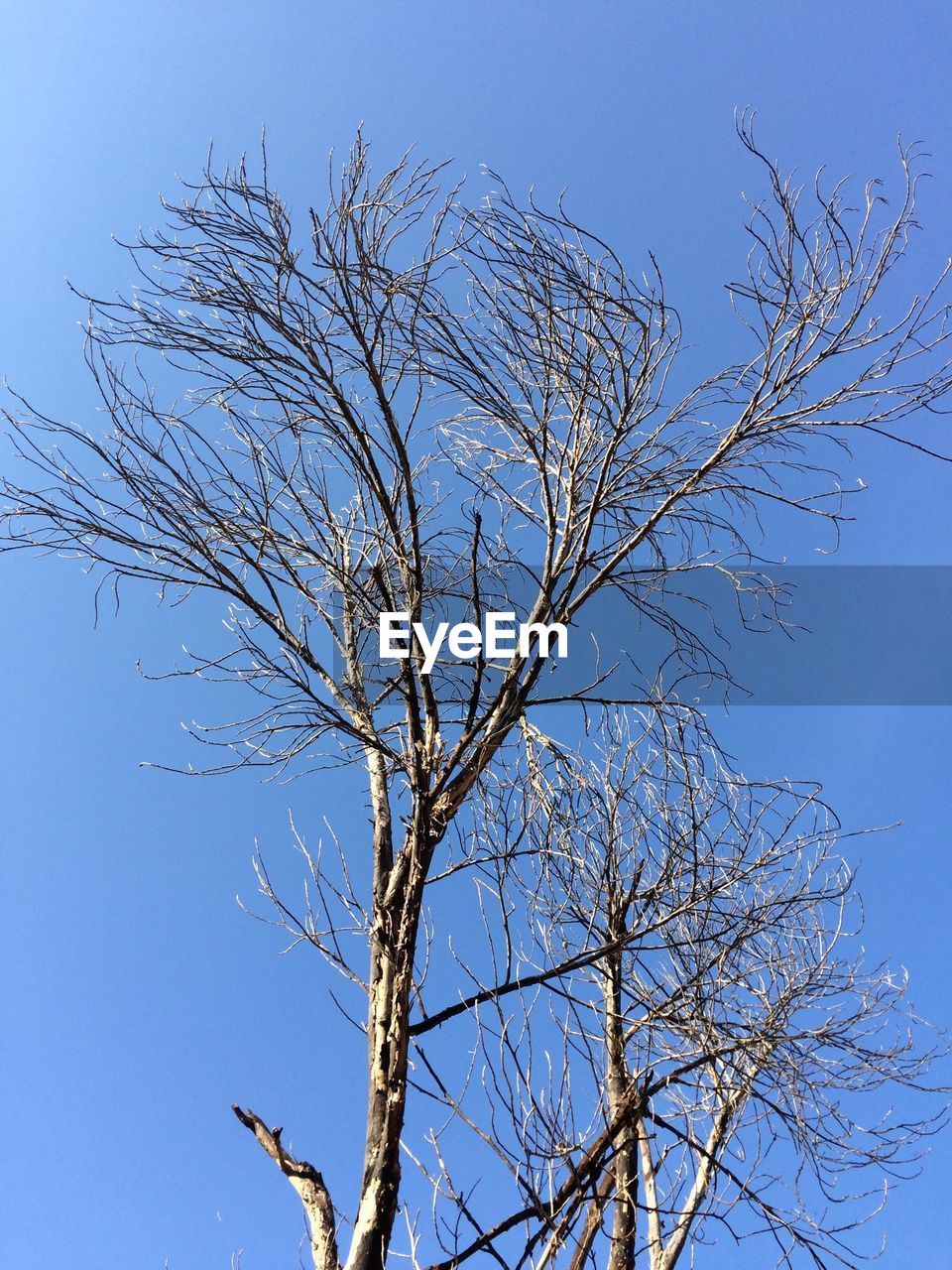 Low angle view of bare trees against clear sky