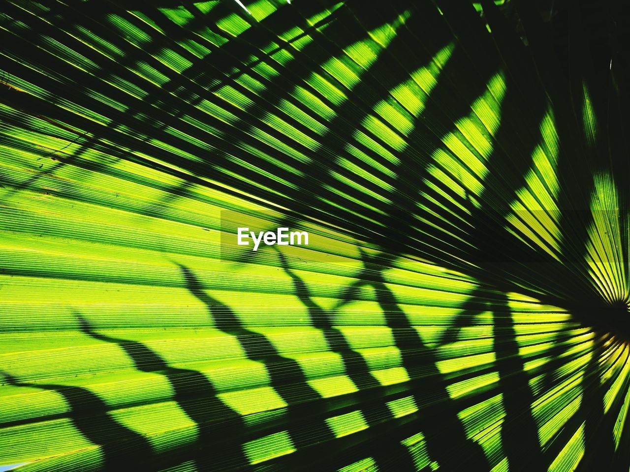 Full frame shot of palm leaves