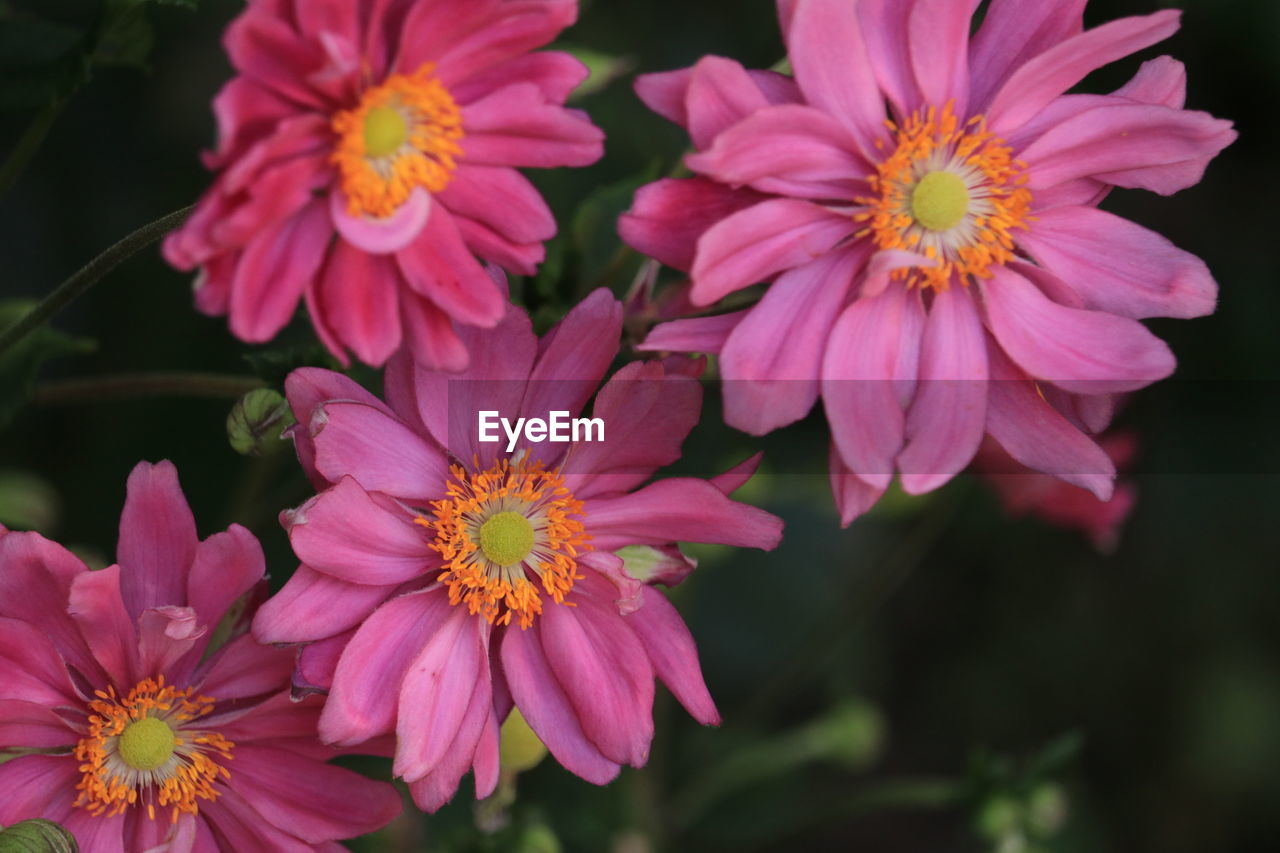 flower, flowering plant, plant, freshness, beauty in nature, close-up, petal, pink, garden cosmos, flower head, fragility, nature, inflorescence, growth, macro photography, no people, pollen, focus on foreground, magenta, outdoors, multi colored, botany