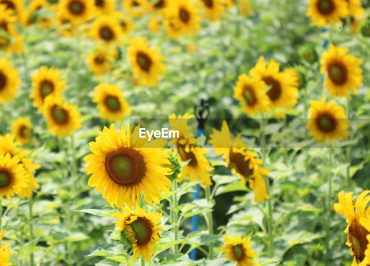 Close-up of yellow flowering plants on field