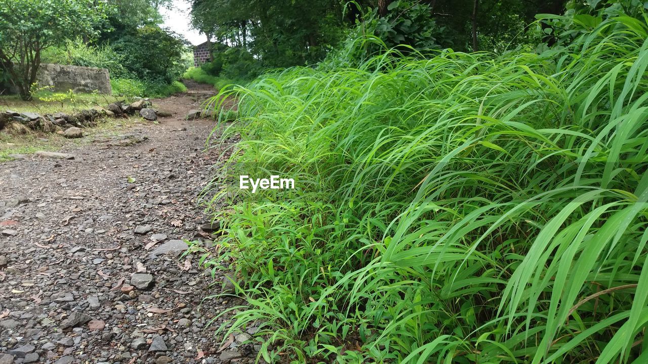 PLANTS GROWING IN FIELD