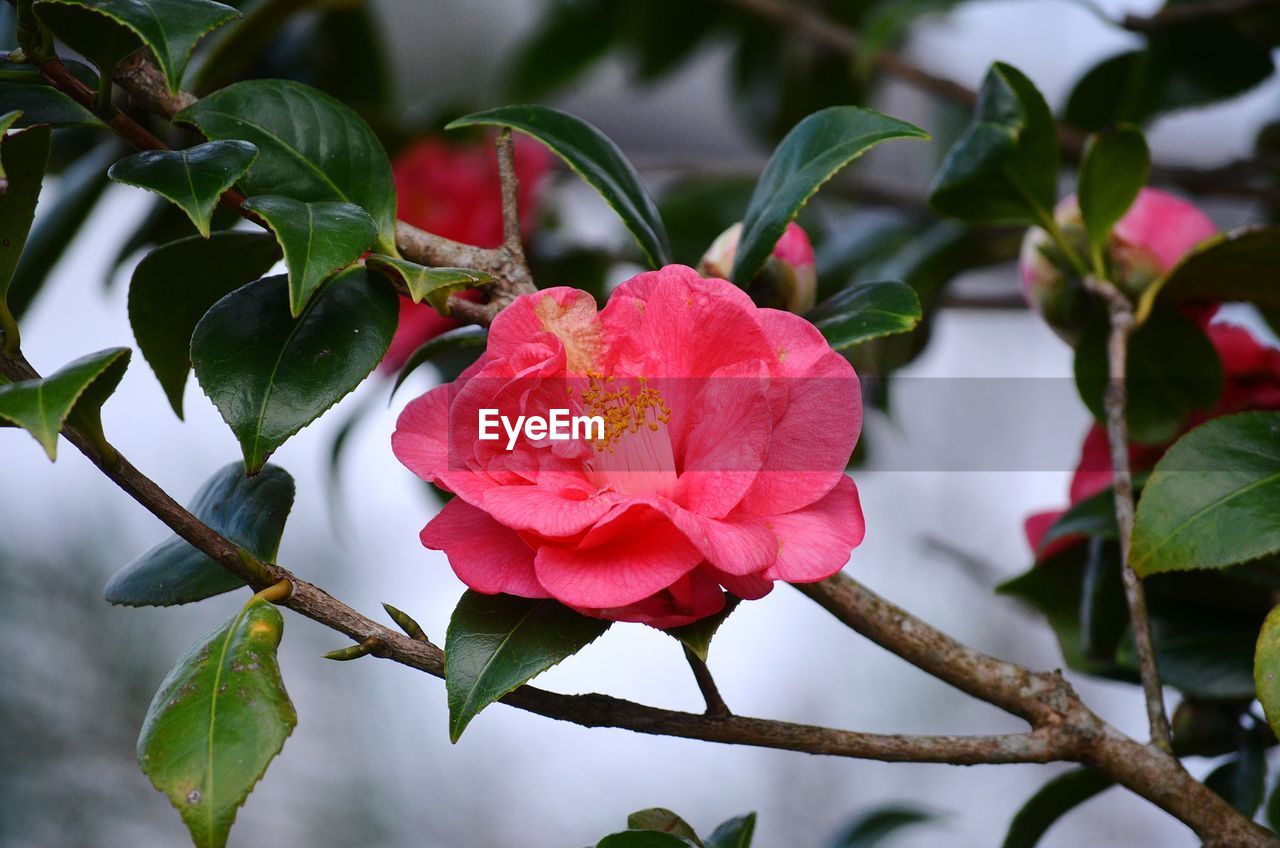 Close-up of rose plant