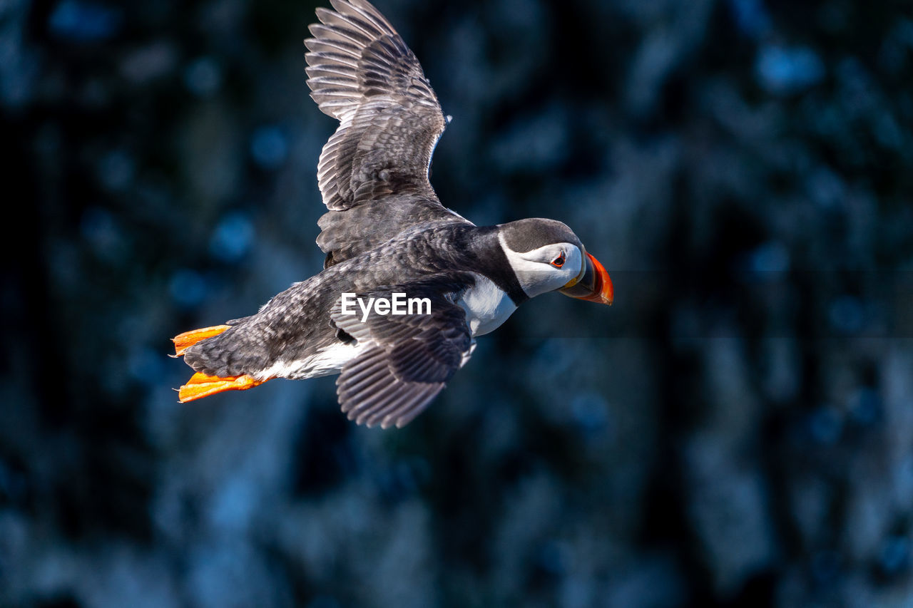 bird, animal themes, animal, animal wildlife, flying, wildlife, spread wings, one animal, beak, bird of prey, animal body part, mid-air, nature, motion, no people, animal wing, outdoors, wing, beauty in nature, focus on foreground, eagle