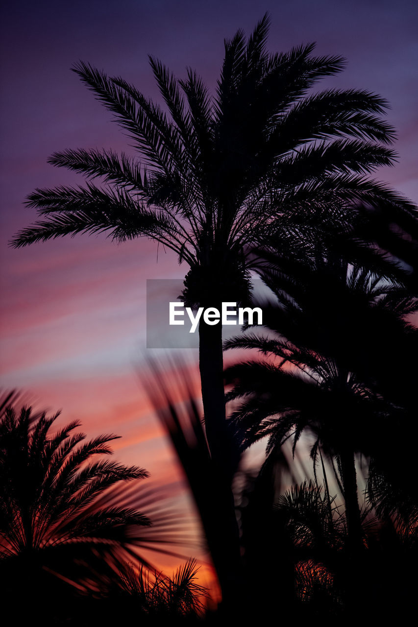 LOW ANGLE VIEW OF SILHOUETTE PALM TREE AGAINST SKY AT SUNSET