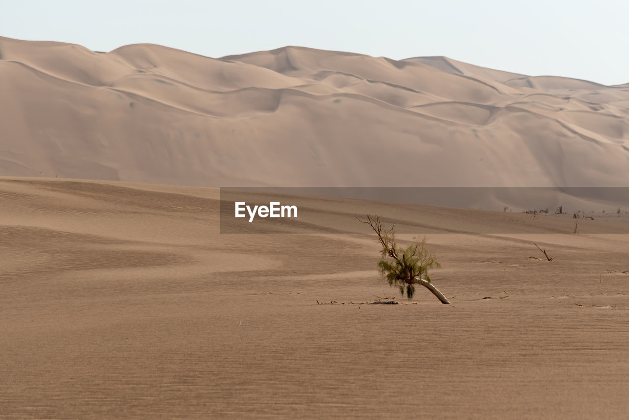 View from nature and landscapes of dasht e lut or sahara desert with rotten tamarisk tree .