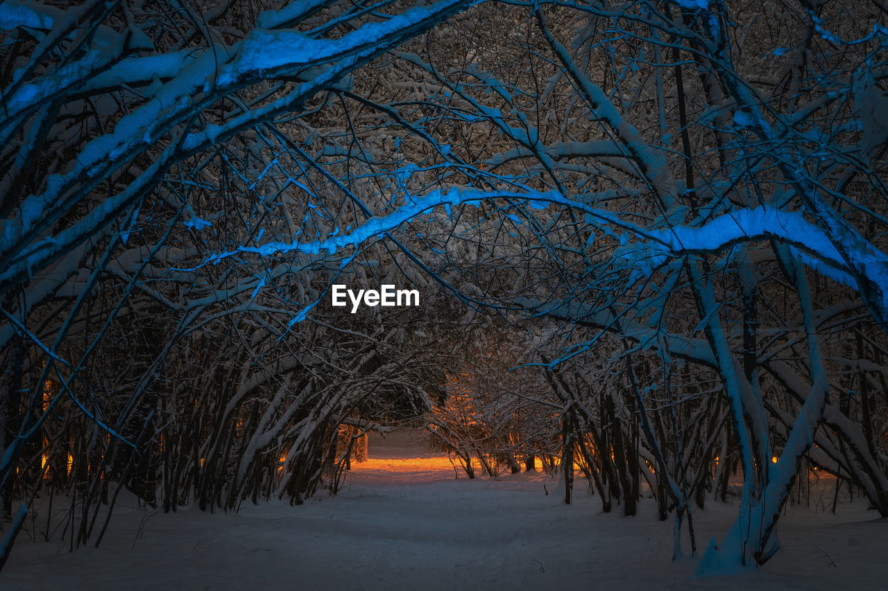 A fabulous landscape of a dark mysterious winter forest. tree branches covered with snow