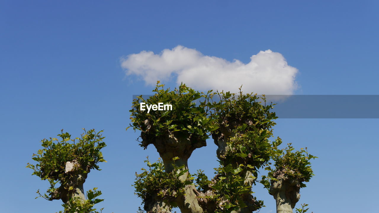 Low angle view of white clouds and trees against blue sky