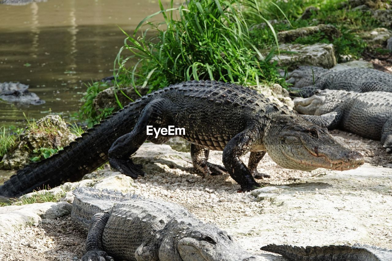 animal themes, animal, crocodile, animal wildlife, reptile, alligator, wildlife, water, nature, one animal, no people, warning sign, day, zoo, sign, river, outdoors, communication, komodo dragon, riverbank, plant, relaxation